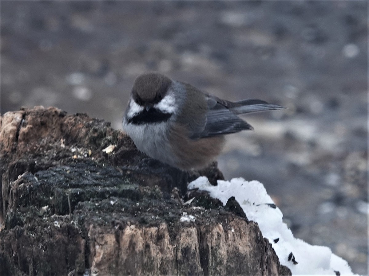 Boreal Chickadee - ML548066811