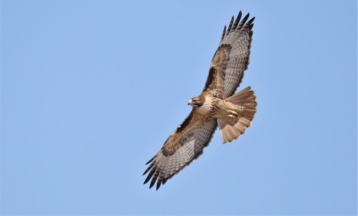 Red-tailed Hawk - ML548068041