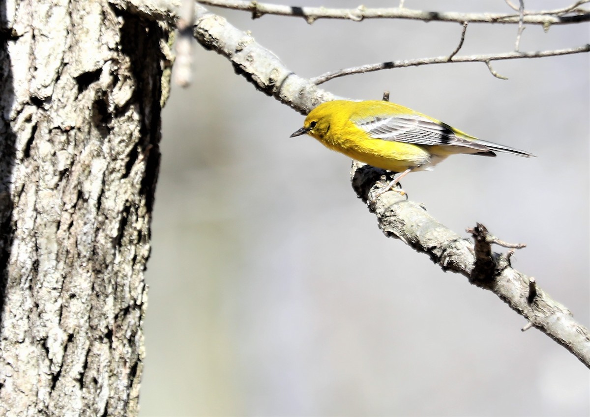 Pine Warbler - Jeff Stetson