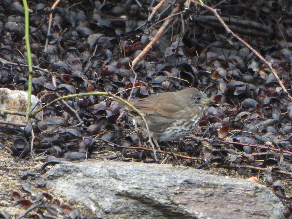 Fox Sparrow - ML548069531