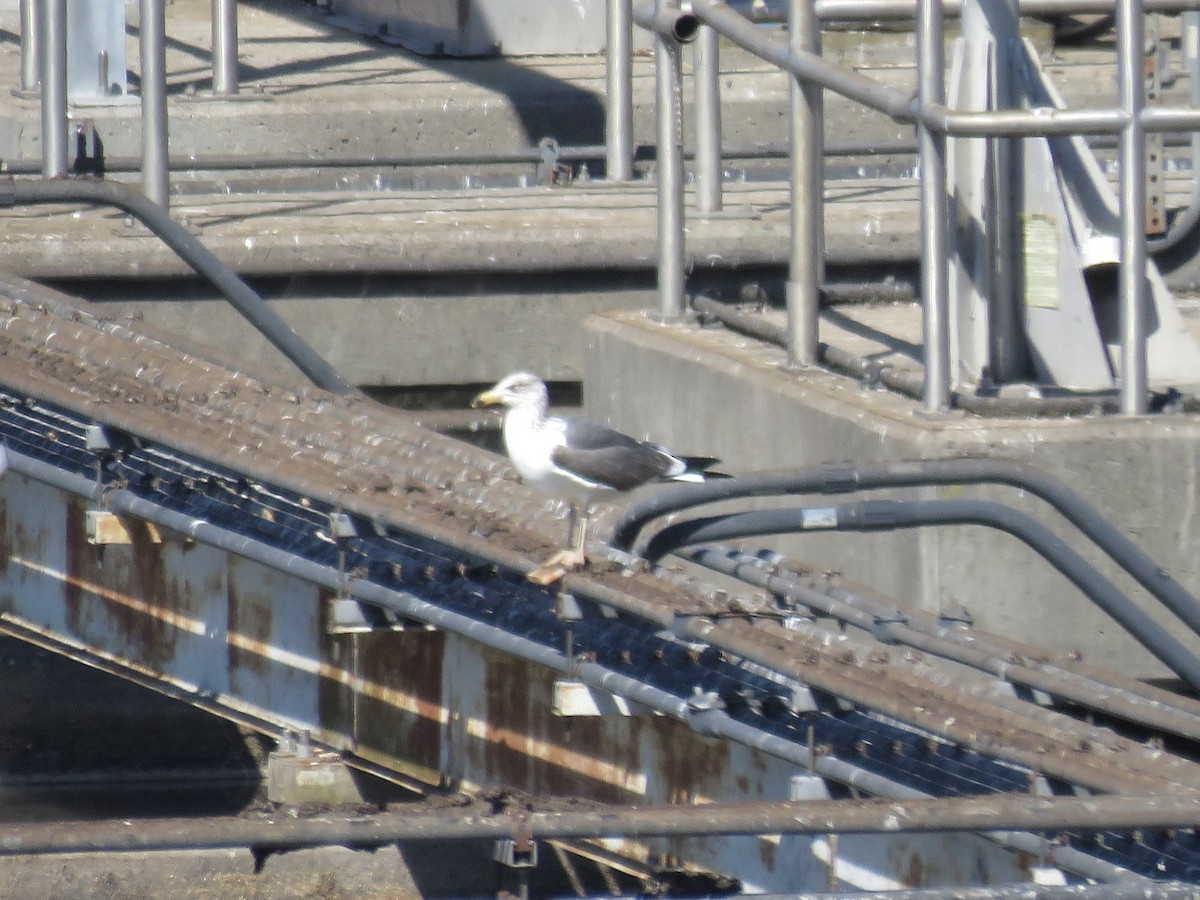 Lesser Black-backed Gull - ML548069961