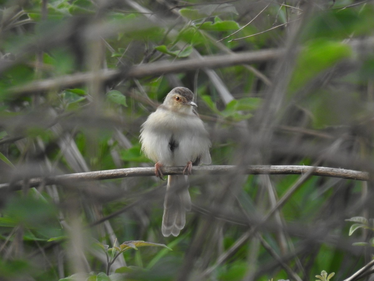 Plain Prinia - ML54807081