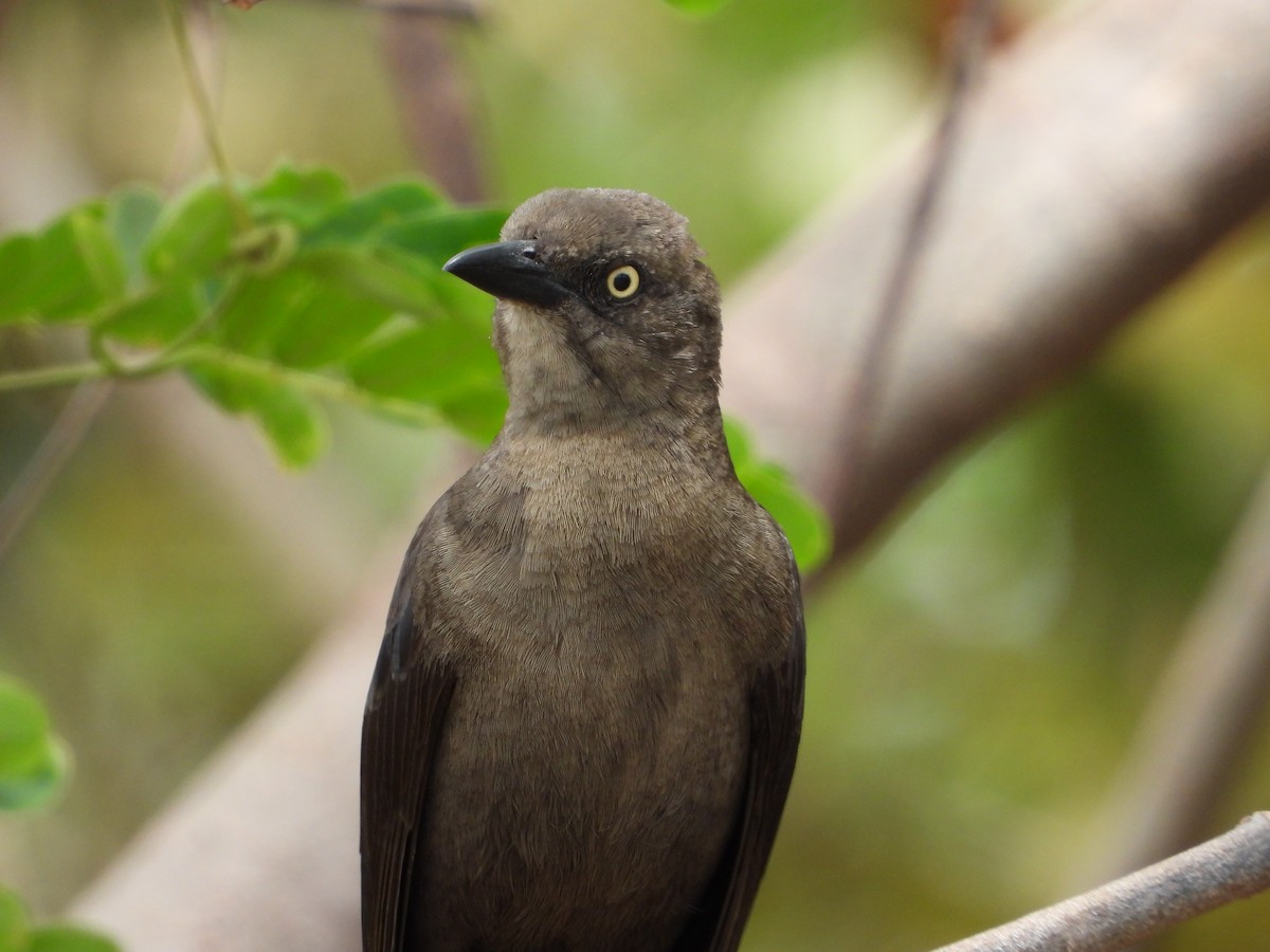 Carib Grackle - ML548070951