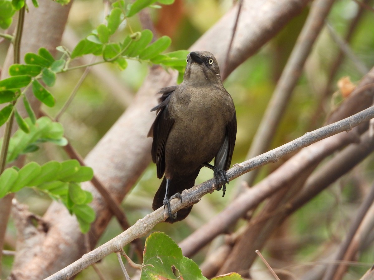 Carib Grackle - ML548071011