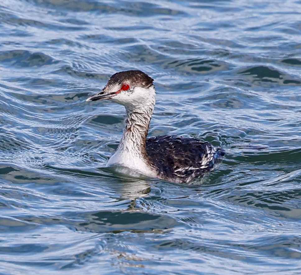 Horned Grebe - ML548071471