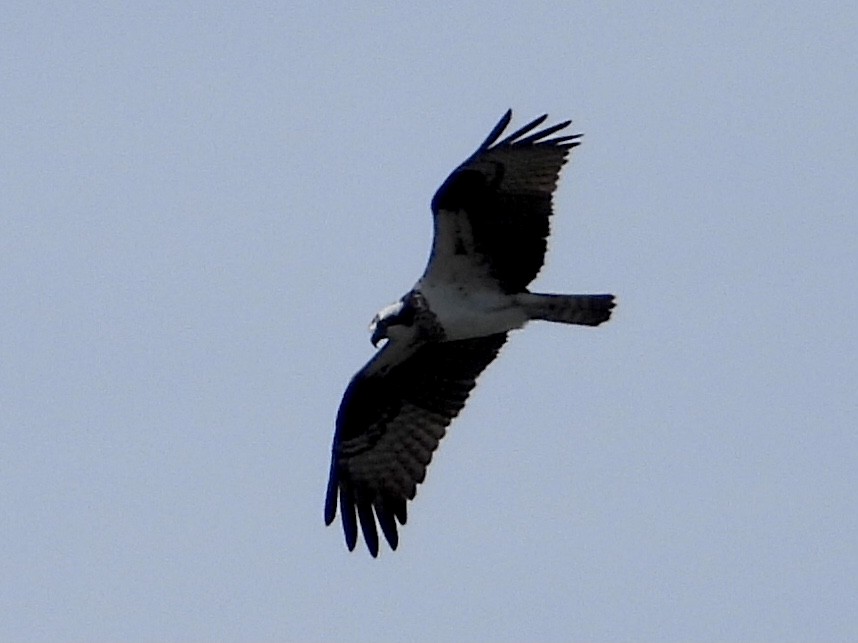 Balbuzard pêcheur - ML548072721