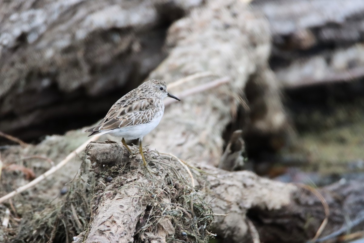 Least Sandpiper - Diana Spangler