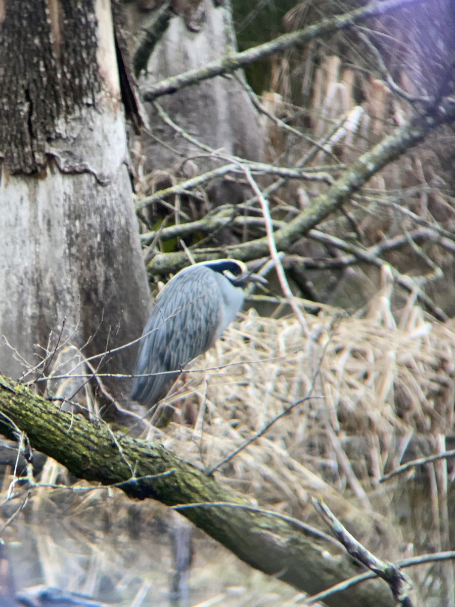 Yellow-crowned Night Heron - ML548073571