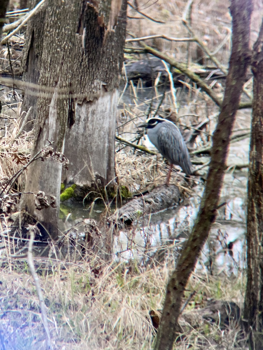 Yellow-crowned Night Heron - ML548073581