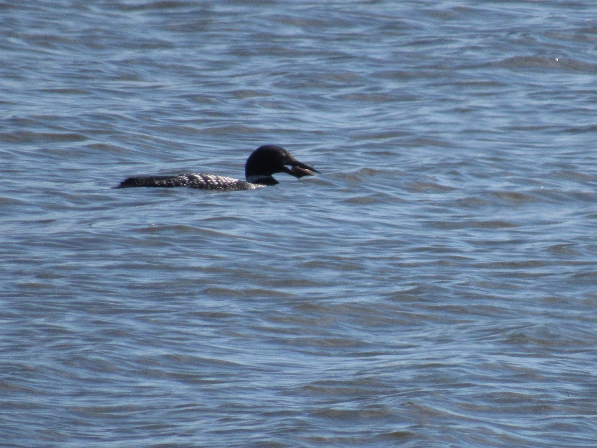 Common Loon - ML548074001