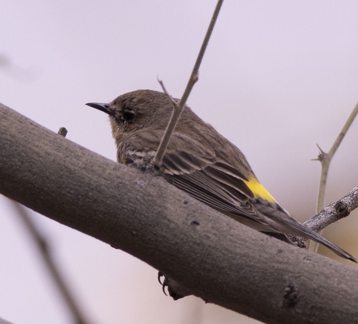 Yellow-rumped Warbler - ML548074491