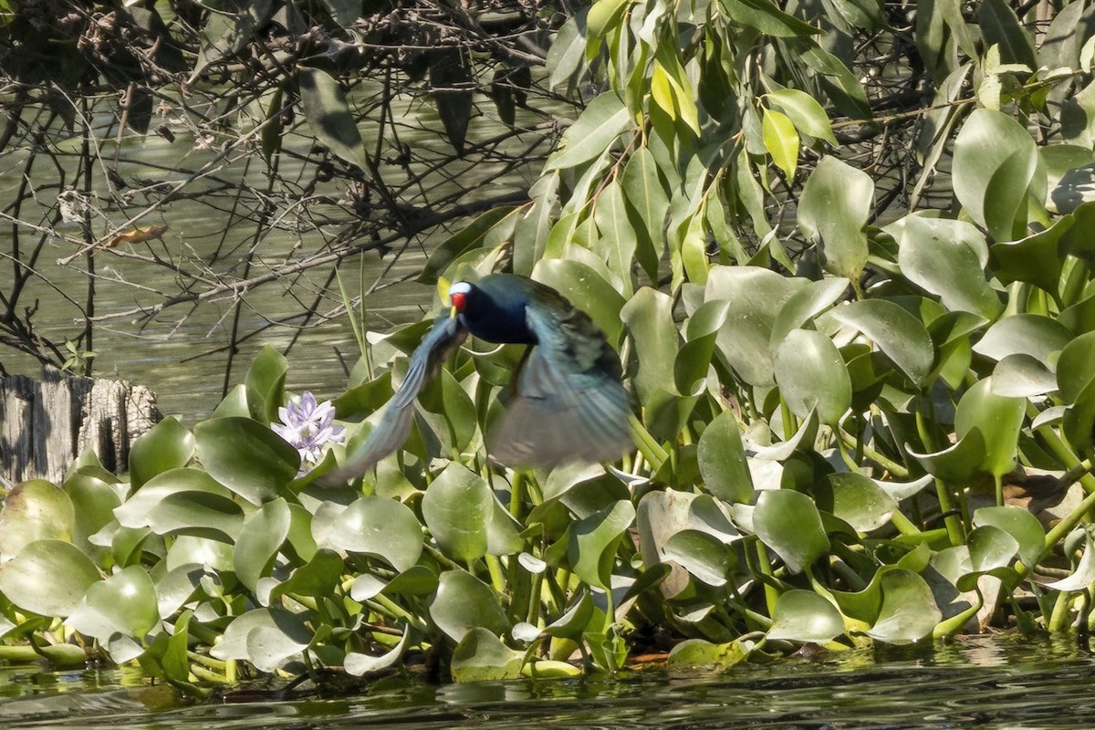 Purple Gallinule - ML548075271