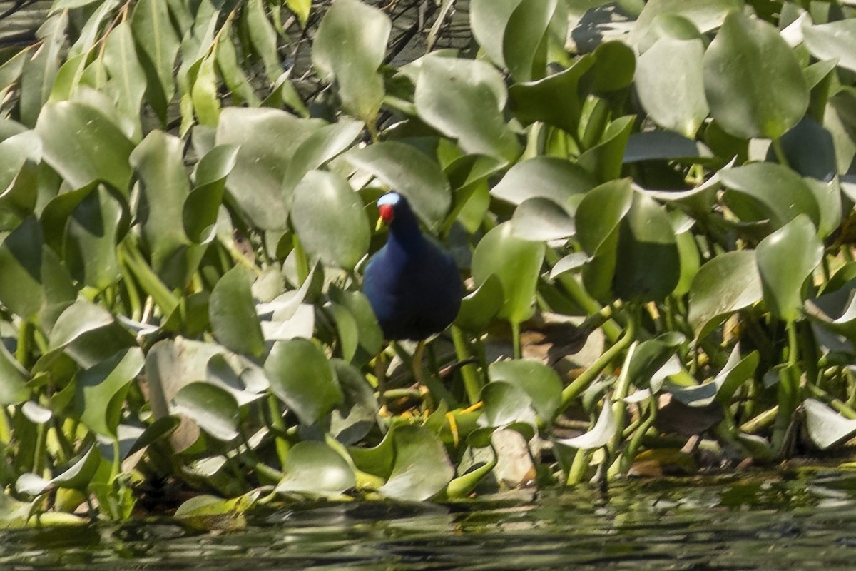 Purple Gallinule - ML548075311