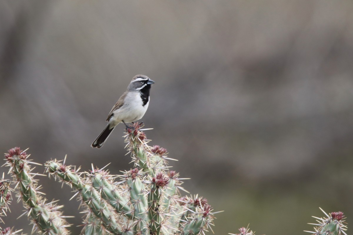 Black-throated Sparrow - Diana Spangler