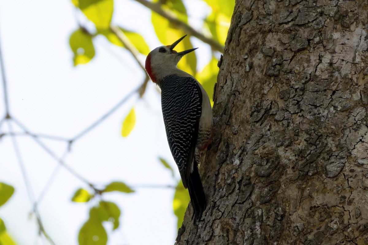Golden-fronted Woodpecker - ML548075811