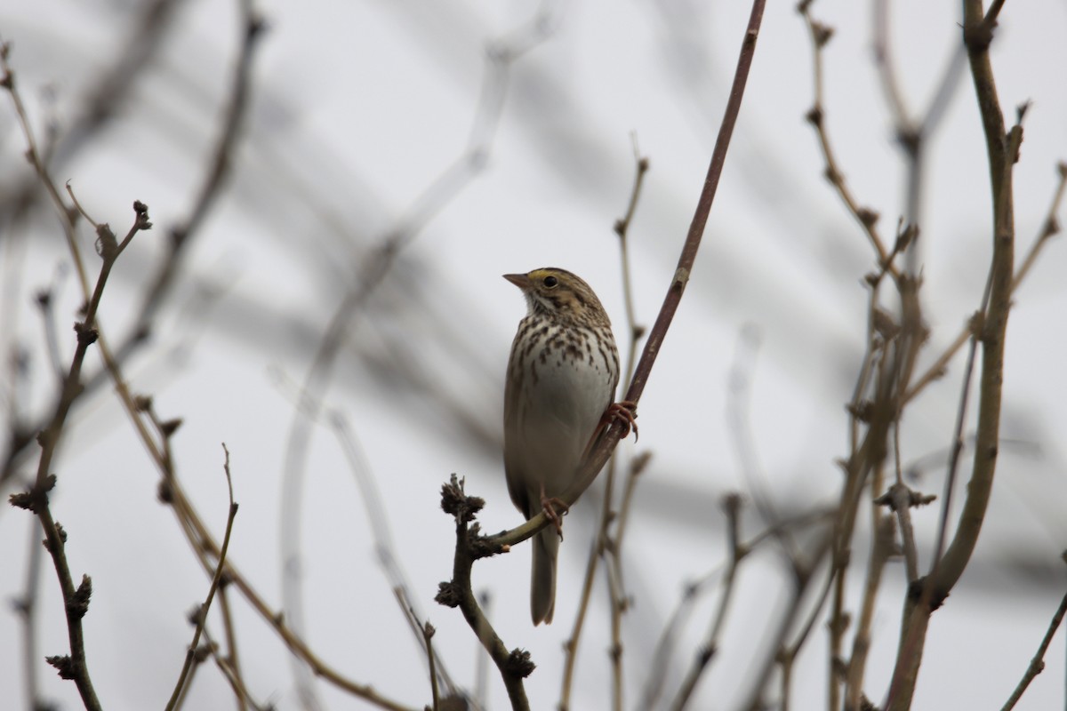 Savannah Sparrow - ML548076001