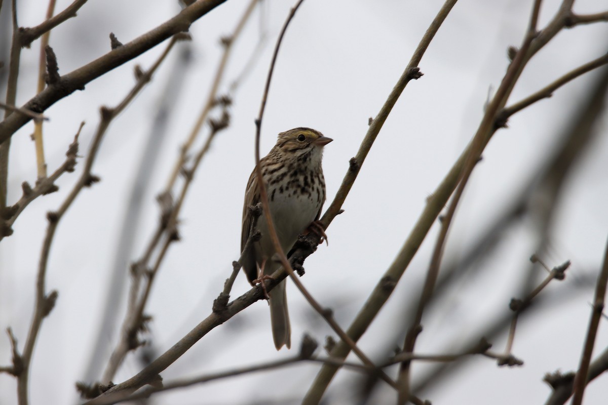 Savannah Sparrow - ML548076271