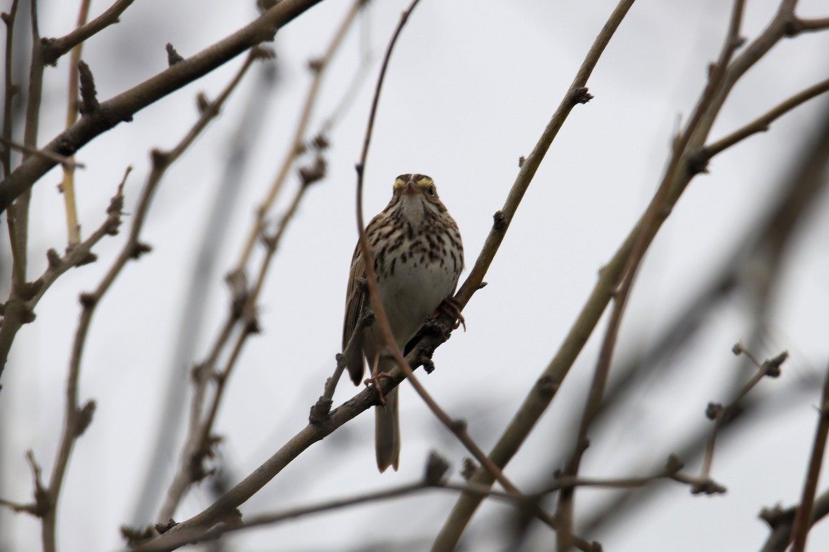 Savannah Sparrow - ML548076281
