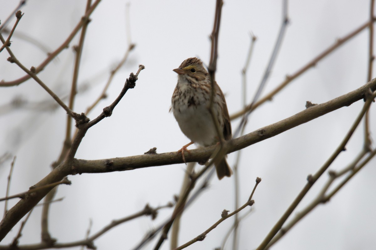 Savannah Sparrow - ML548076291