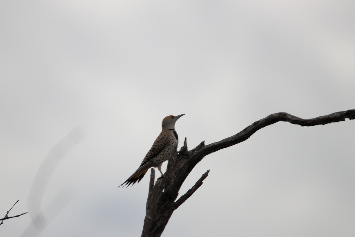 Gilded Flicker - ML548076681