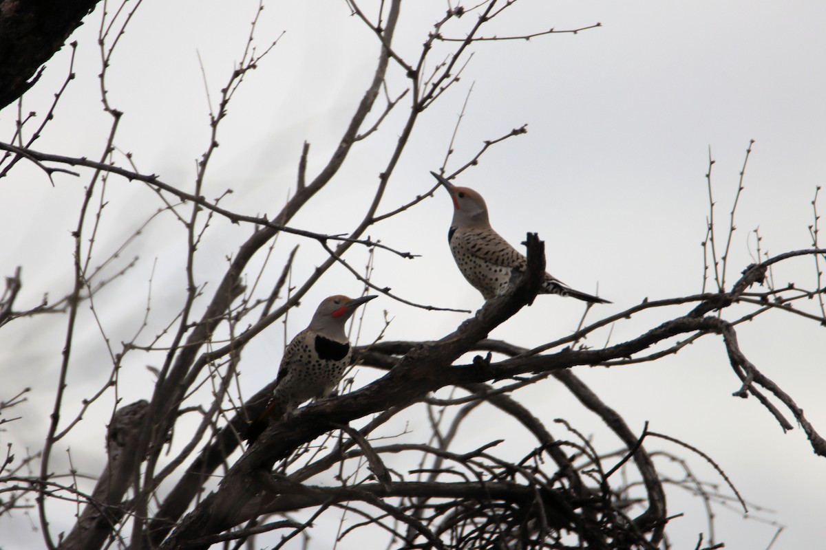 Gilded Flicker - ML548076691