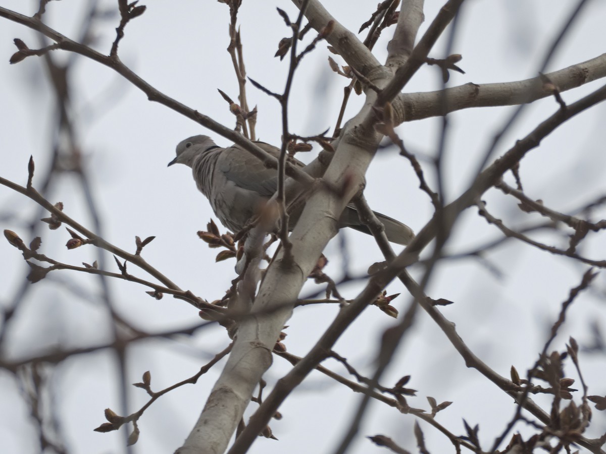 Eurasian Collared-Dove - ML548079211