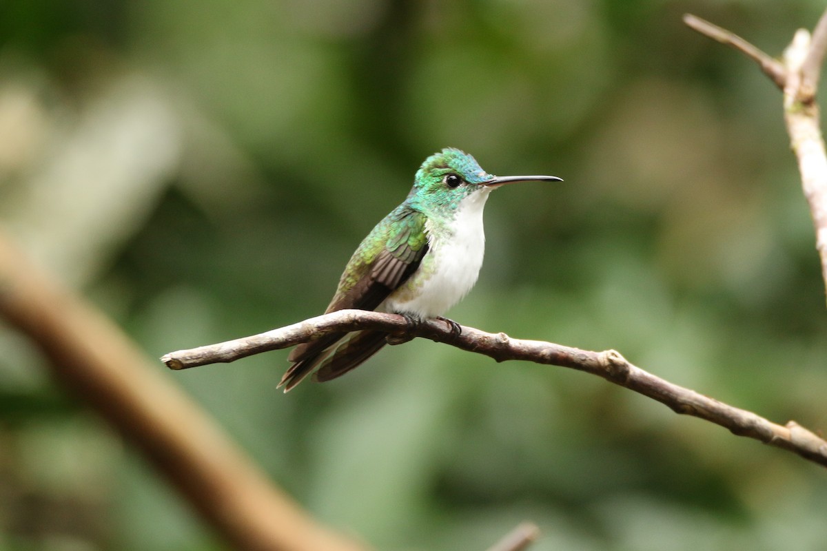 kolibřík andský - ML54807971