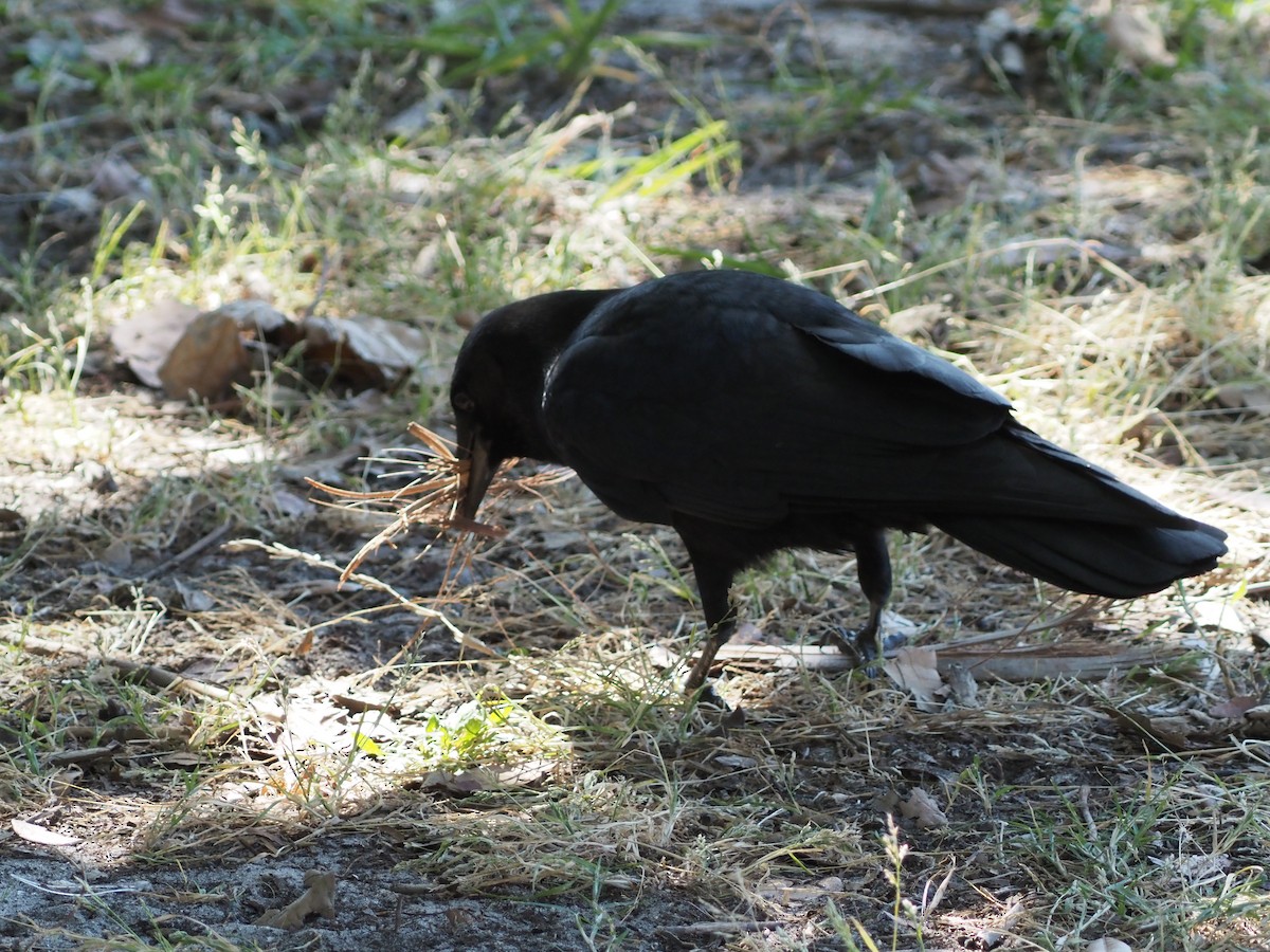 Boat-tailed Grackle - ML548081631