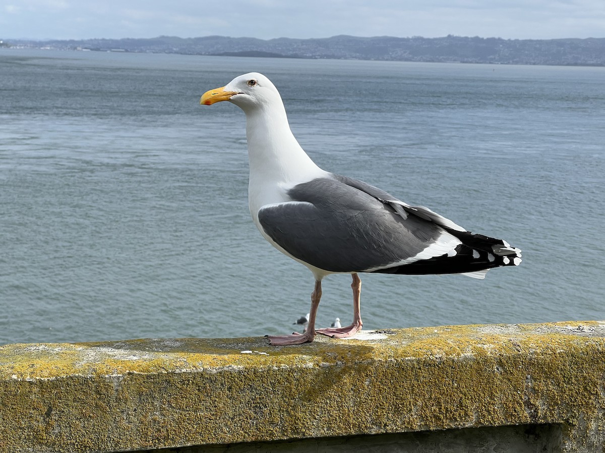 Western Gull - ML548081811