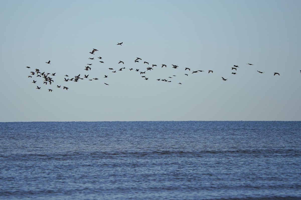 Neotropic Cormorant - ML548082521