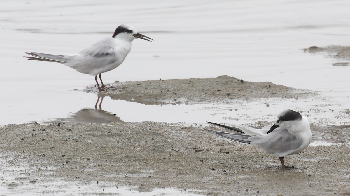 Little Tern - ML548084271