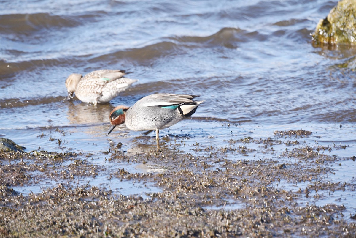Green-winged Teal - ML548085881