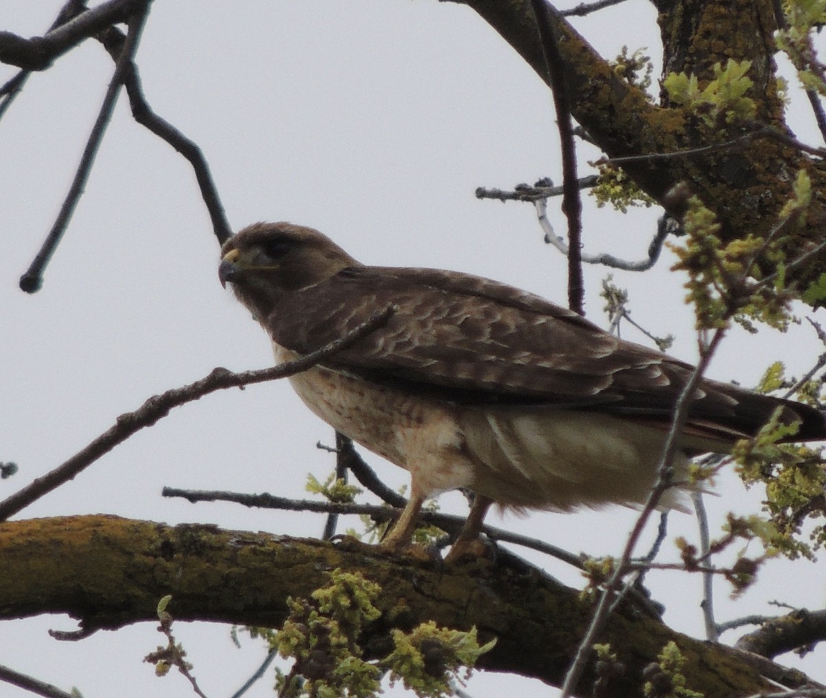 Red-tailed Hawk - ML548086321