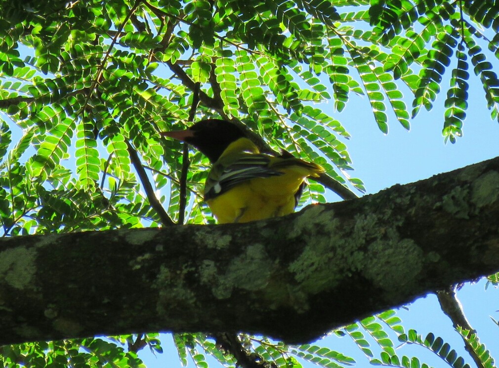 Loriot masqué - ML54808651