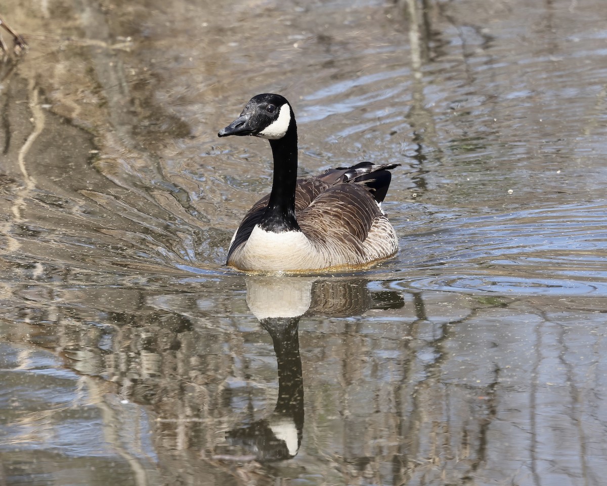 Canada Goose - ML548087581