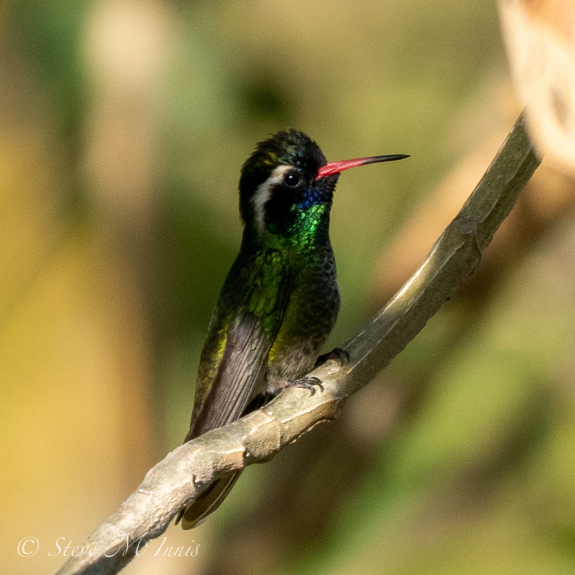 Colibri à oreilles blanches - ML548087781