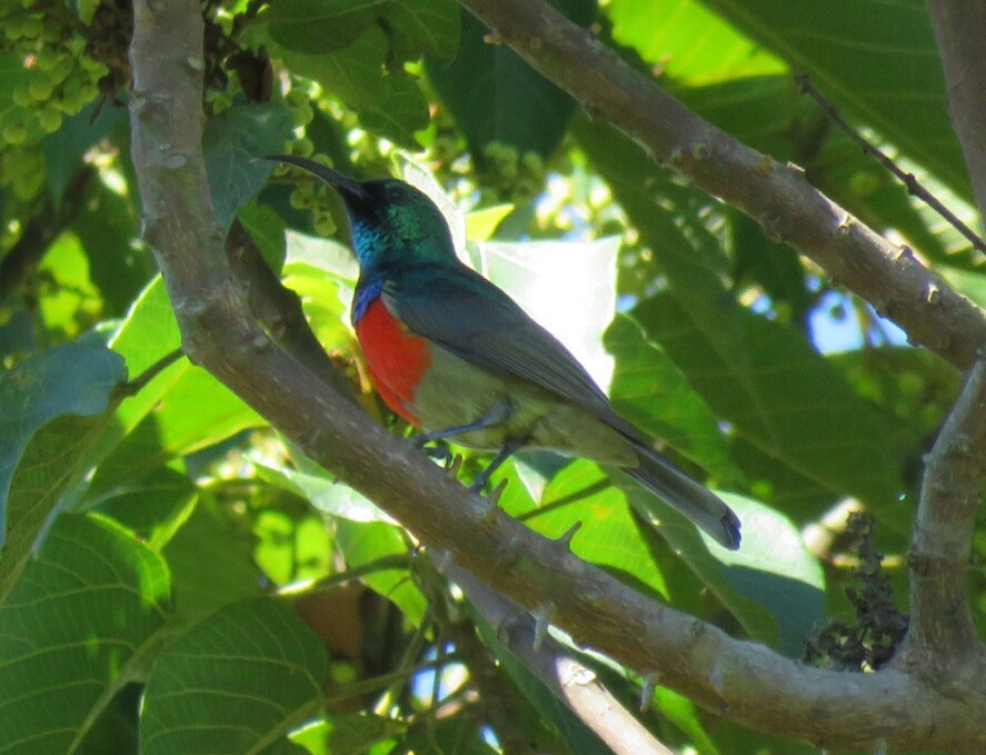 Souimanga à plastron rouge - ML54808781