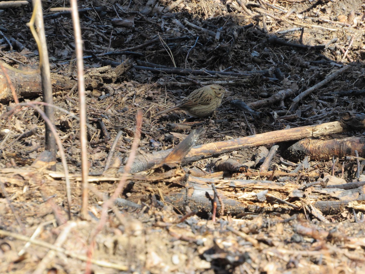 Lincoln's Sparrow - ML548087981