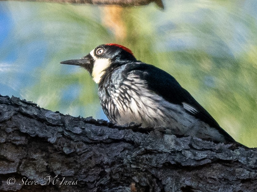 Acorn Woodpecker - Steve McInnis