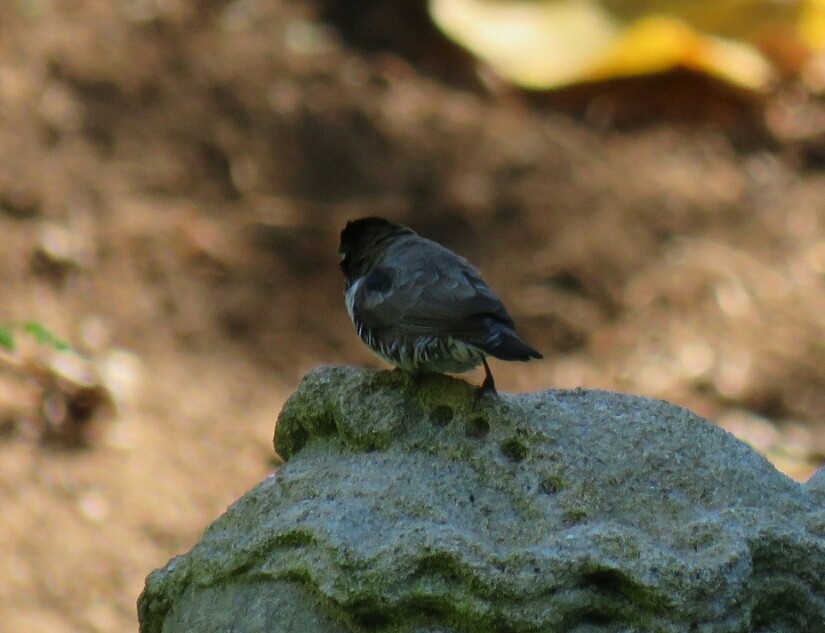 Capucin nonnette - ML54808811