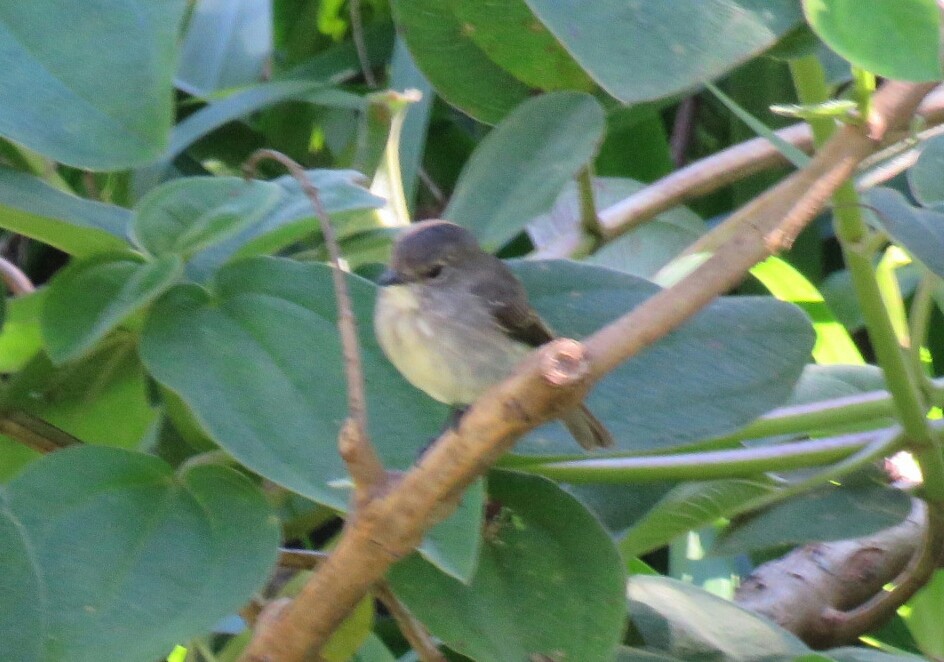 African Dusky Flycatcher - ML54808821