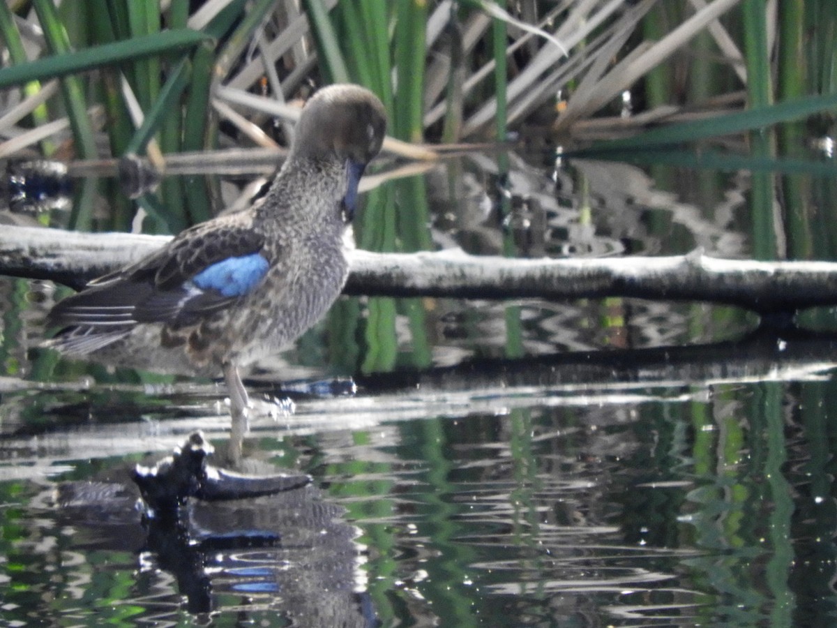 Blue-winged Teal - ML548089171