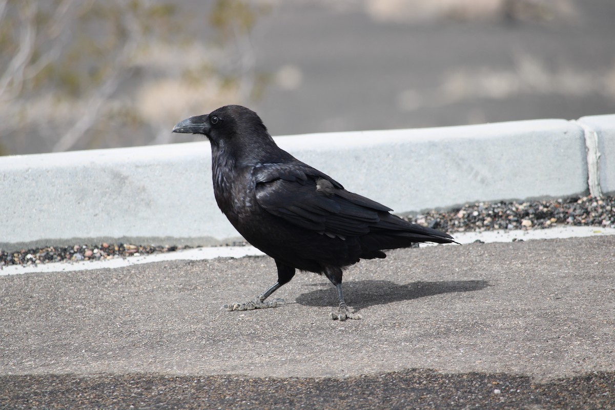 Common Raven - ML548089261