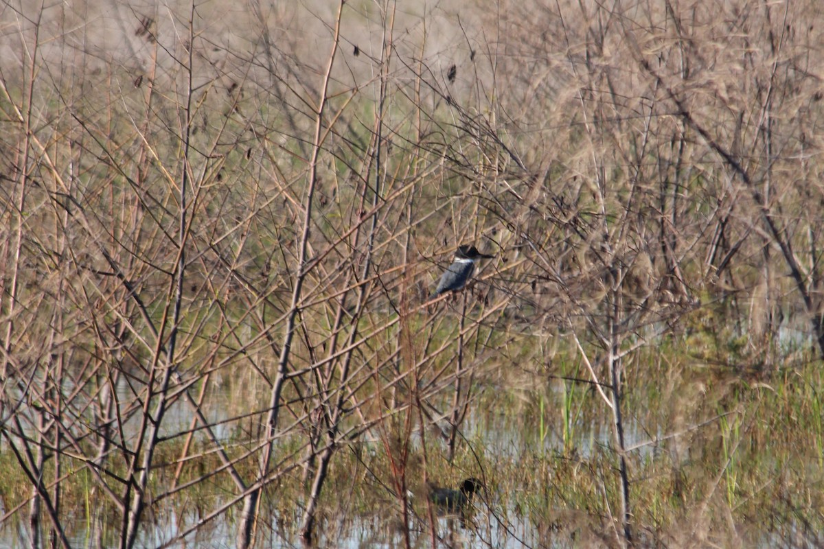 Belted Kingfisher - ML548089471