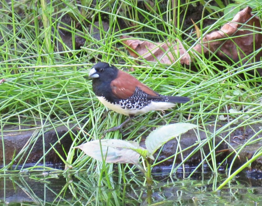 Black-and-white Mannikin (Red-backed) - ML54808971