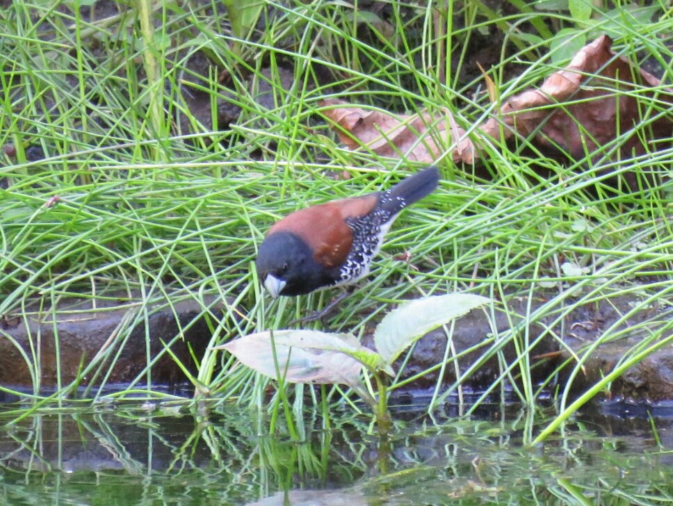 Black-and-white Mannikin (Red-backed) - ML54809001