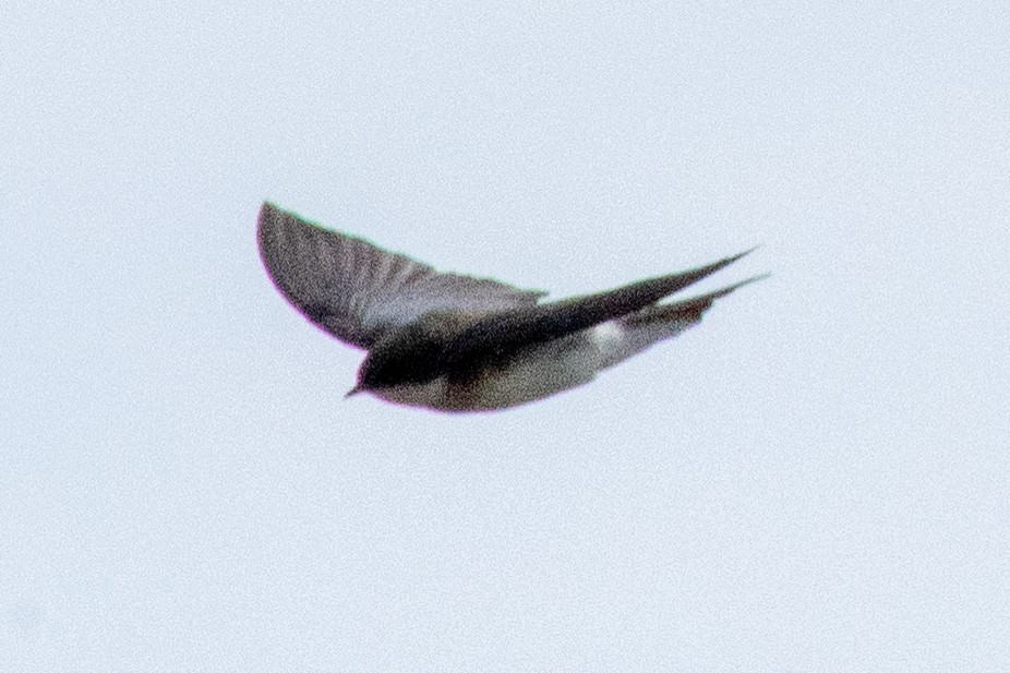 Tree Swallow - William Seleen