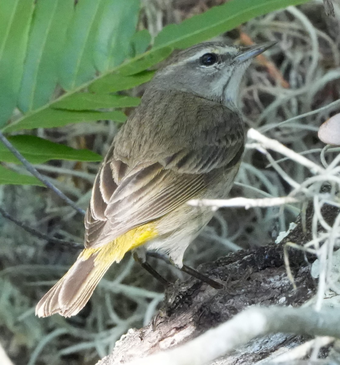 Palm Warbler - ML548091041