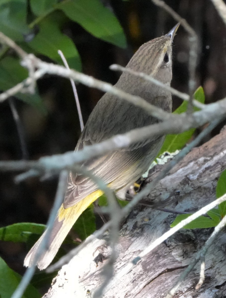 Palm Warbler - ML548091231