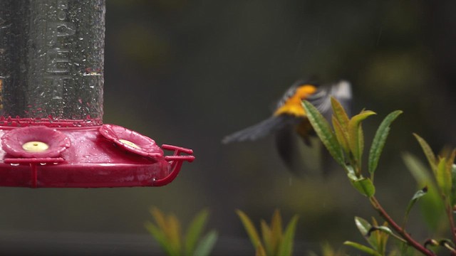 Hooded Oriole (nelsoni Group) - ML548091551